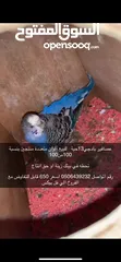  3 طيور بادجي 13حبه