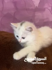  5 قطط شيرازية جميلة للبيع