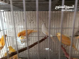  5 كوم كناري 17فرخ وطيرتين العدد 19