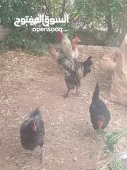  2 دجاج وديك للبيع