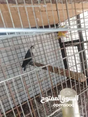  9 طيور للبيع
