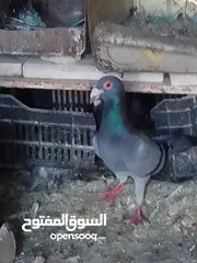  7 جواز بسعر الحرق كله شغال الجوز ب6 دنانير