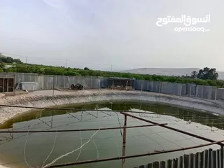  2 مزرعه مثمره للبيع