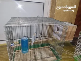  4 جوزين روز تحتهم فراخ و بيض اقرئ الوصف