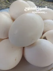  1 بيض بلادي الطبق 4دنانير