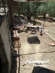  2 فراخ للبيع العمر 3 شهور