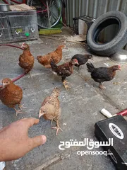  2 دجاج عرب مخاليف