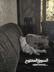  1 قط ذكر هملايا بيتش أبيض