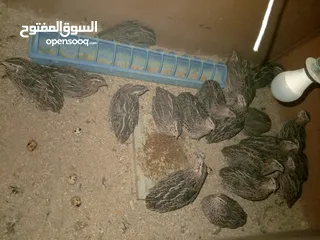  2 فرض طيور سمان