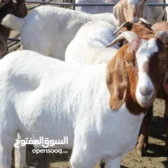  9 حليب طازج يوميا من مزارعنا طبيعي 100٪ وجرب وشوف
