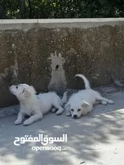  4 Pure white Loulou puppies for sale-3 months old- /puppy