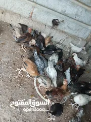  7 45 حبه بلديات فراخ ترقيد مش فقاسة وعلفهن شعير ونخاله حبات مقنوي صحه ونضافه صلاة النبي