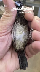  2 طيور انتاجي بنجاليز الوان صوافي