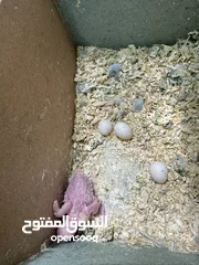  5 جوز هوقو رومو سبانجل تحتيه فرخ