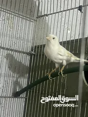  1 جوز كنار للبيع بداعي السفر اربد شارع السرو