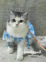 5 قطه للتبني انثى شيرازي