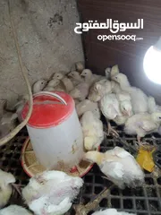  3 صوص لاحم نوع روس صحه وخالي من الامىاض