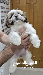  2 Adorable 6-Month-Old Female Shih Tzu Puppy  
