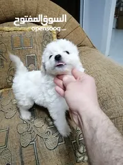  14 انثى فرنش تيرير عمر شهرين   puppy 2-months female - French Terrier