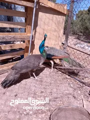 1 جوز طاووس هندي
