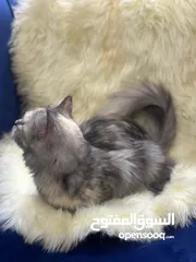  4 قطه شيرازيه للبيع