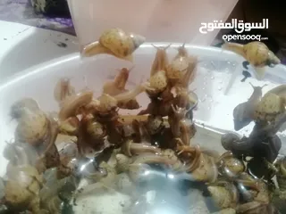  1 حلزون افريقي