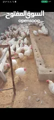  1 دجاج ابيض دحي