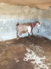  4 عنز لحم سن جمع شطرا للبيع