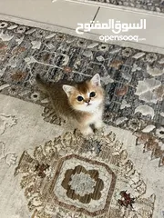  1 قط سكوتش ستريت جولد ny12 ذكر عمره شهرين معه اغراضه و الفحص تاعه متعود عاللتر بوكس والدراي فود