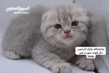  29 سكوتش كيتن فولد وستريت الوان مميزه ليلك ومشمشي وغيرها 15 كيتن