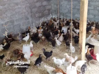  4 دجاج عماني( الدار )  جاهز للذبح البيع بالجملة والمفرق