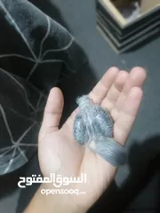  4 فراخ روز لزق اليدوي
