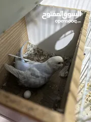  2 جوز حب طيور  عدد 2 مبيضين تحتهم بيض
