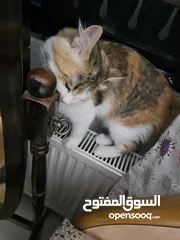  11 قط انثى شيرازي مكس حامل من سكوتش فولد   ماخد جميع المطاعيم البيع بسعر المطعوم فقط