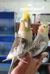  10 ببغاء كوكتيل
