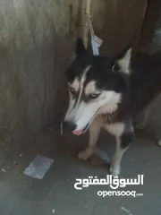  1 كلاب هاسكي