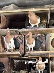  2 حمام زواج زق