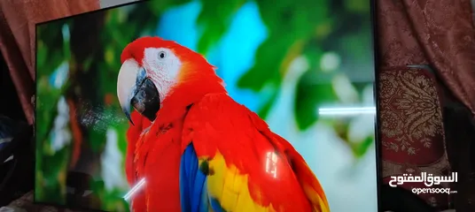  2 شاشه سامسونج 65 سمارت
