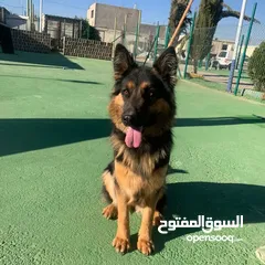  3 خدمه مبيت الكلاب وتدريبها