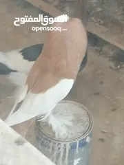  2 طيرة منفاخ اصفر جامبو شغاله بتزق افراخها في مادبا للبيع ام فرخ بدون الفرخ