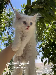  1 قطط بيع سعر طري