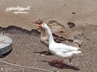  1 طيور وز عراقي