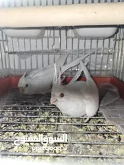  1 جوز كوكتيل  البينو