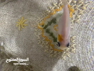  10 سمك للتبديل من سلحفاه برمائيه