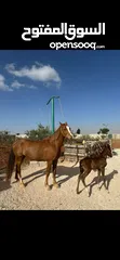  2 فرس  وراها مهر عربي