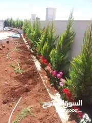  14 يتوفر جميع أنواع الاشجار  حمضيات لوزيات شجر زينه نسعد بخدمتكم
