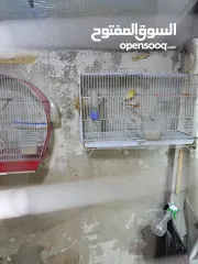  2 طيور كناري للبيع