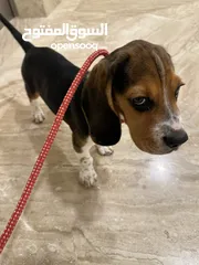  2 Beagle puppy: 2,000 qar (price negotiable)