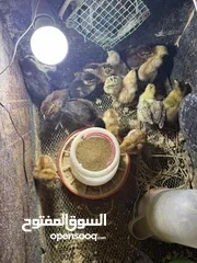  1 افراخ هندي و برانكز