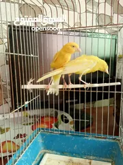  1 جوز كنار بناديق  شغال مع فرخهن
